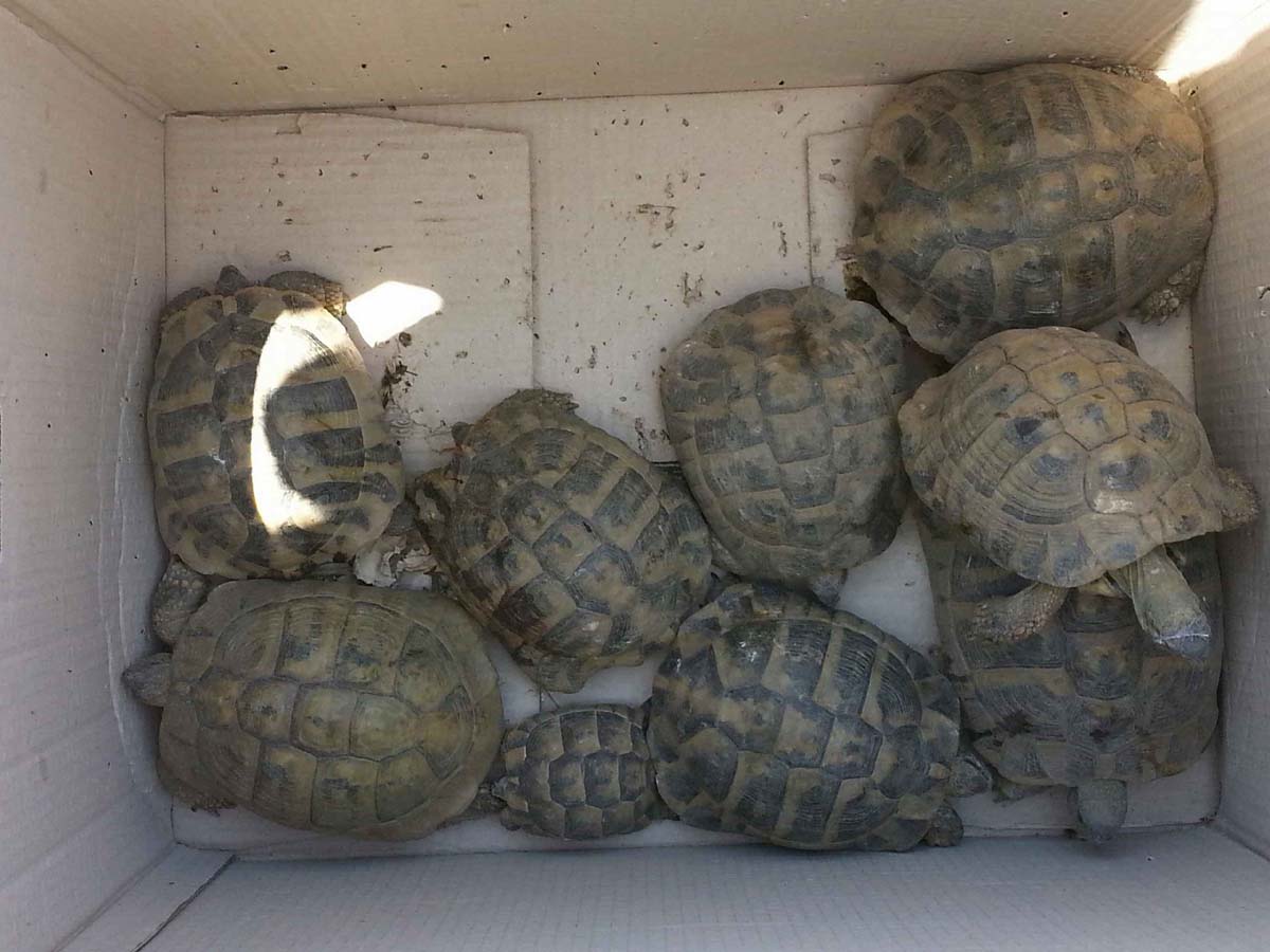 Ηγουμενίτσα: Δεν ήξεραν ότι κουβαλούσαν 107 χελώνες παράνομα!